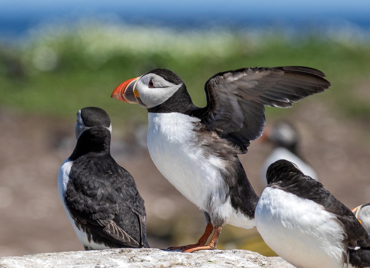 puffins-7238584_1280